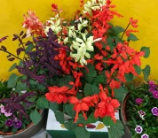 bagwani-flowers-plnats