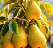 bagwani-fruit-plants