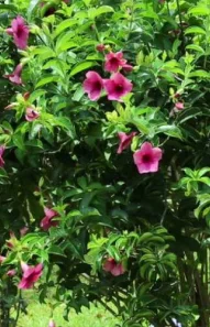 allamanda