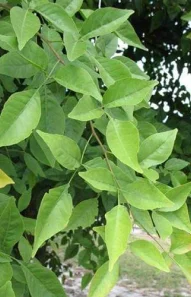 belPatra