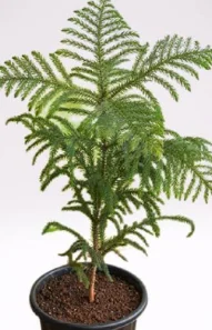 christmasTree