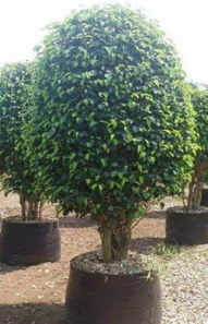 ficus