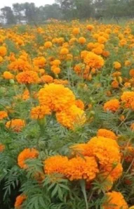 marigold