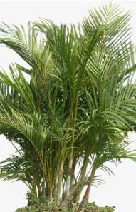 palm