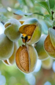 almond