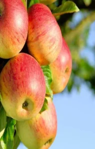 apple