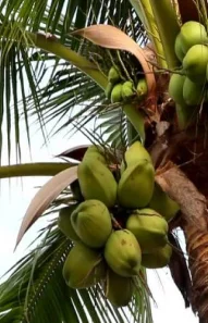 coconut