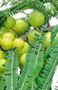 gooseberry
