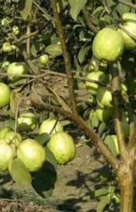 guava