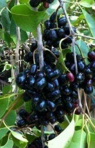 java-plum