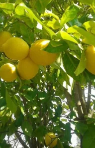 lemon