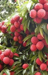 lichi