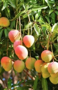 mango
