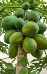 papaya