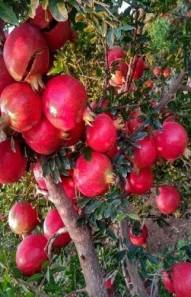 pomegranate