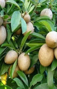 sapota