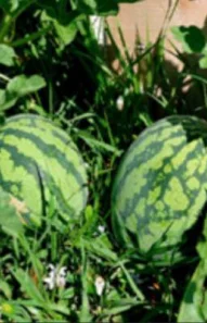 watermelon