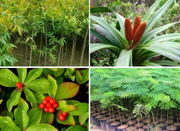 forestry-plants