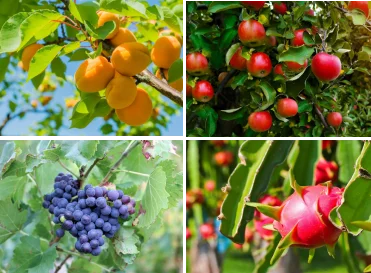 fruit-plants