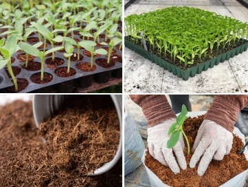 seedling-tray-cocopeat