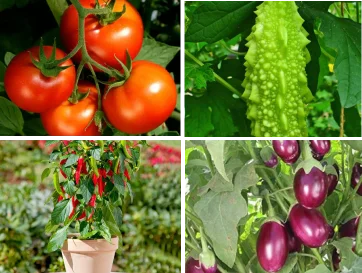 vegitable-plants