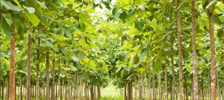 forestry-plant