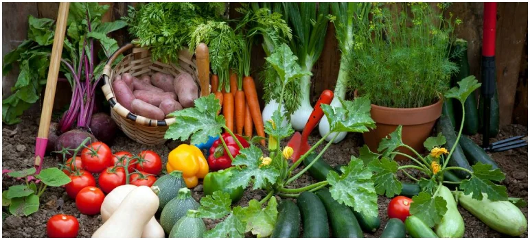 vegitable-plant