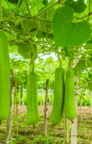 bottle-gourd