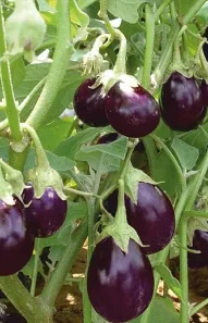 brinjal