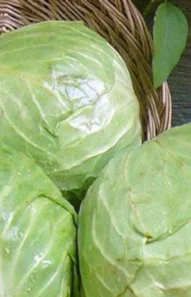 cabbage