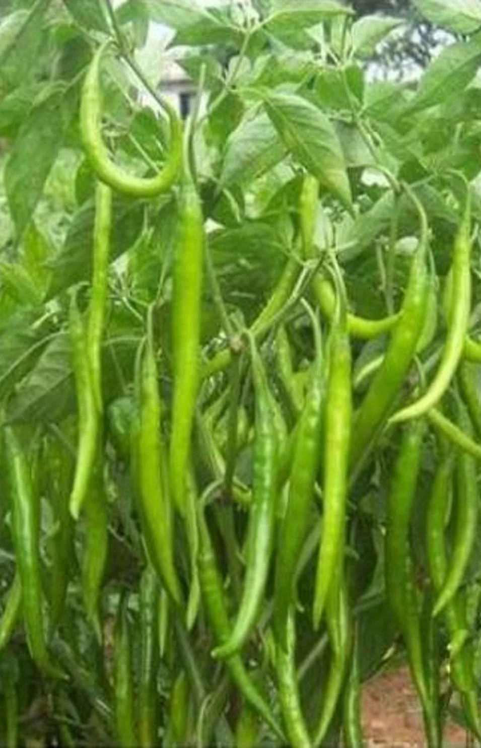 chilli