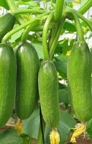 cucumber