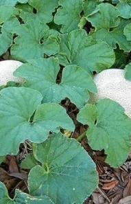 muskmelon