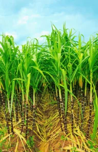 sugarcane