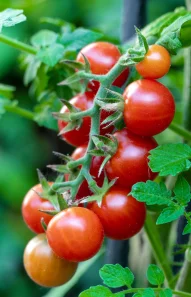 tomato